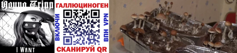 Псилоцибиновые грибы Psilocybine cubensis  Клин 